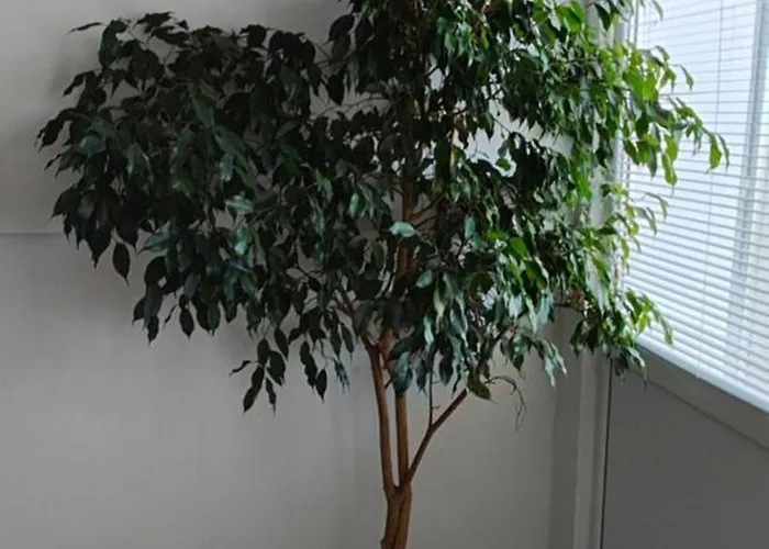 студио странджа - граматиково