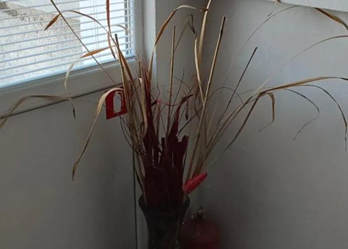 Apartment студио странджа - граматиково